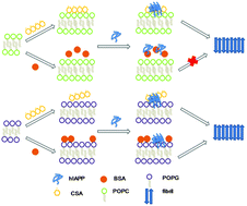 Graphical abstract: The effects of chondroitin sulfate and serum albumin on the fibrillation of human islet amyloid polypeptide at phospholipid membranes