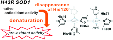 Graphical abstract: The structural analysis of the pro-oxidant copper-binding site of denatured apo-H43R SOD1 and the elucidation of the origin of the acquisition of the pro-oxidant activity
