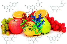 Graphical abstract: Biophysical exploration of protein–flavonol recognition: effects of molecular properties and conformational flexibility