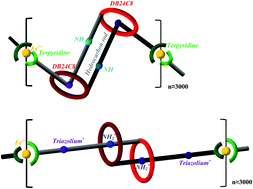 Graphical abstract: Computational prediction of optimal metal ions to induce coordinated polymerization of muscle-like [c2]daisy chains