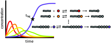 Graphical abstract: Estimation of the lag time in a subsequent monomer addition model for fibril elongation