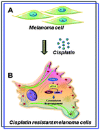 Graphical abstract: Nanoscale characterization illustrates the cisplatin-mediated biomechanical changes of B16-F10 melanoma cells