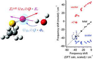 Graphical abstract: Roles of the scalar and vector components of the solvation effects on the vibrational properties of hydrogen- or halogen-bond accepting stretching modes