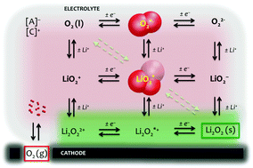 Graphical abstract: Life of superoxide in aprotic Li–O2 battery electrolytes: simulated solvent and counter-ion effects