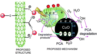 Graphical abstract: Interaction between copper and carbon nanotubes triggers their mutual role in the enhanced photodegradation of p-chloroaniline