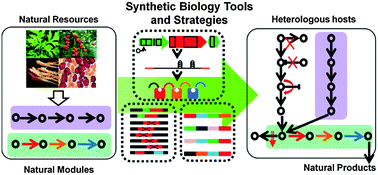 Graphical abstract: Engineered biosynthesis of natural products in heterologous hosts