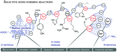 Graphical abstract: Developments and recent advancements in the field of endogenous amino acid selective bond forming reactions for bioconjugation