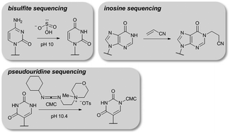 Graphical abstract: Properties and reactivity of nucleic acids relevant to epigenomics, transcriptomics, and therapeutics