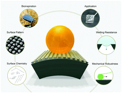 Graphical abstract: The springtail cuticle as a blueprint for omniphobic surfaces