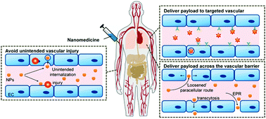 Graphical abstract: Understanding and exploiting nanoparticles' intimacy with the blood vessel and blood