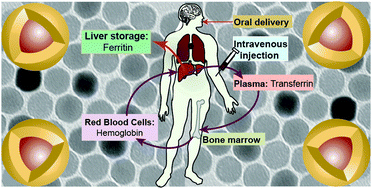 Graphical abstract: In vivo delivery, pharmacokinetics, biodistribution and toxicity of iron oxide nanoparticles