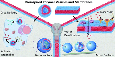 Graphical abstract: Bioinspired polymer vesicles and membranes for biological and medical applications