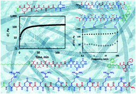 Graphical abstract: Structure–mechanical property correlations of hydrogel forming β-sheet peptides