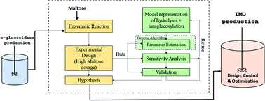 Graphical abstract: Modeling of enzymatic production of isomaltooligosaccharides: a mechanistic approach