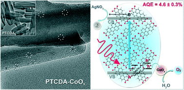 Graphical abstract: Visible light-induced photochemical oxygen evolution from water by 3,4,9,10-perylenetetracarboxylic dianhydride nanorods as an n-type organic semiconductor