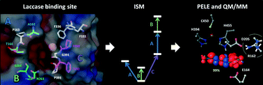 Graphical abstract: Re-designing the substrate binding pocket of laccase for enhanced oxidation of sinapic acid