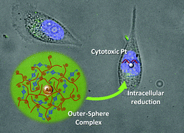 Graphical abstract: Enhanced cancer cell killing of a Pt(iv) prodrug promoted by outer-sphere coordination with polyethyleneimines