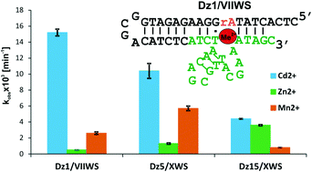 Graphical abstract: In vitro selection of deoxyribozymes active with Cd2+ ions resulting in variants of DNAzyme 8–17