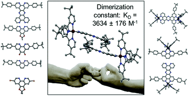 Graphical abstract: Optimized synthesis of a tert-butyl-phenyl-substituted tetrapyridophenazine ligand and its Ru(ii) complexes and determination of dimerization behaviour of the complexes through supramolecular “Fingerhakel”