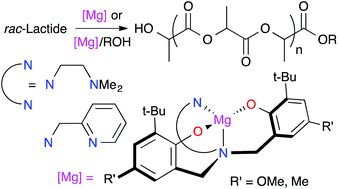 Graphical abstract: Magnesium amino-bis(phenolato) complexes for the ring-opening polymerization of rac-lactide