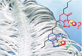 Graphical abstract: Complexation of uranium(vi) with glutarimidoxioxime: thermodynamic and computational studies