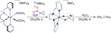 Graphical abstract: Synthesis and characterization of [Fe(BPMEN)ACC]SbF6: a structural and functional mimic of ACC-oxidase