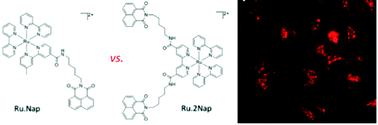 Graphical abstract: Unexpected DNA binding properties with correlated downstream biological applications in mono vs. bis-1,8-naphthalimide Ru(ii)-polypyridyl conjugates