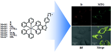 Graphical abstract: Cyclometalated iridium(iii) complexes with imidazo[4,5-f][1,10]phenanthroline derivatives for mitochondrial imaging in living cells