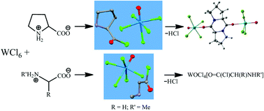 Graphical abstract: The chlorinating behaviour of WCl6 towards α-aminoacids