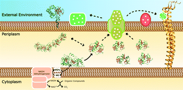 Graphical abstract: Diving into the redox properties of Geobacter sulfurreducens cytochromes: a model for extracellular electron transfer