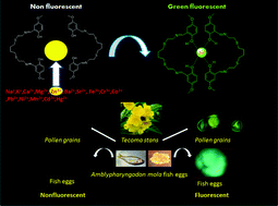 Graphical abstract: Highly photostable zinc selective molecular marker bearing flexible pivotal unit: opto-fluorescence enhancement effect and imaging applications in living systems