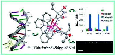 Graphical abstract: New palladium(ii) and platinum(ii) 5,5-diethylbarbiturate complexes with 2-phenylpyridine, 2,2′-bipyridine and 2,2′-dipyridylamine: synthesis, structures, DNA binding, molecular docking, cellular uptake, antioxidant activity and cytotoxicity
