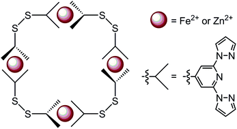 Graphical abstract: An iron(ii) spin-crossover metallacycle from a back-to-back bis-[dipyrazolylpyridine]