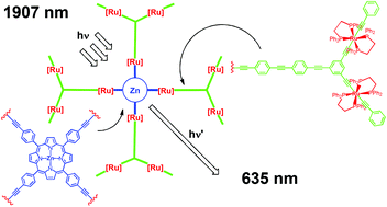 Graphical abstract: A hybrid ruthenium alkynyl/zinc porphyrin “Cross Fourchée” with large cubic NLO properties