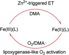 Graphical abstract: Redox inactive metal ion triggered N-dealkylation by an iron catalyst with dioxygen activation: a lesson from lipoxygenases