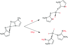 Graphical abstract: Zinc(ii)-methimazole complexes: synthesis and reactivity