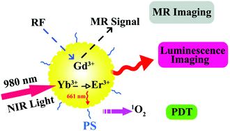 Graphical abstract: In vitro photodynamic therapy based on magnetic-luminescent Gd2O3:Yb,Er nanoparticles with bright three-photon up-conversion fluorescence under near-infrared light