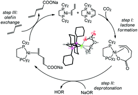 Graphical abstract: Investigations on the catalytic carboxylation of olefins with CO2 towards α,β-unsaturated carboxylic acid salts: characterization of intermediates and ligands as well as substrate effects