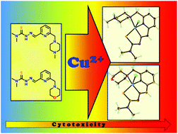 Graphical abstract: Strong effect of copper(ii) coordination on antiproliferative activity of thiosemicarbazone–piperazine and thiosemicarbazone–morpholine hybrids