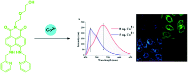 Graphical abstract: A highly sensitive, selective ratiometric fluorescent probe for cobalt(ii) and its applications for biological imaging