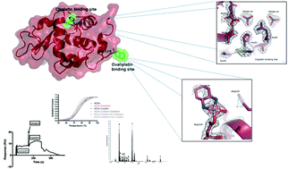 Graphical abstract: Oxaliplatin vs. cisplatin: competition experiments on their binding to lysozyme