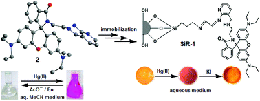 Graphical abstract: Dual mode signaling responses of a rhodamine based probe and its immobilization onto a silica gel surface for specific mercury ion detection