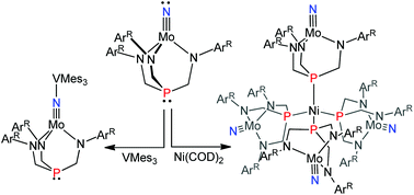 Graphical abstract: Diamagnetic molybdenum nitride complexes supported by diligating tripodal triamido-phosphine ligands as precursors to paramagnetic phosphine donors