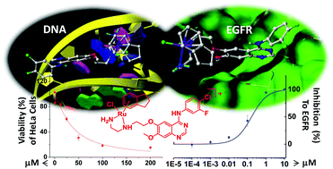Graphical abstract: Dual-targeting organometallic ruthenium(ii) anticancer complexes bearing EGFR-inhibiting 4-anilinoquinazoline ligands