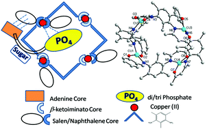 Graphical abstract: Self-assembled copper(ii) metallacycles derived from asymmetric Schiff base ligands: efficient hosts for ADP/ATP in phosphate buffer
