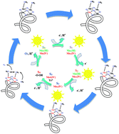 Graphical abstract: An engineered polypeptide around nano-sized manganese–calcium oxide: copying plants for water oxidation