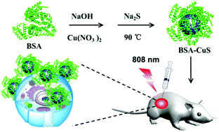 Graphical abstract: BSA-directed synthesis of CuS nanoparticles as a biocompatible photothermal agent for tumor ablation in vivo