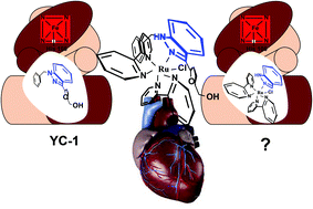 Graphical abstract: Non-nitric oxide based metallovasodilators: synthesis, reactivity and biological studies