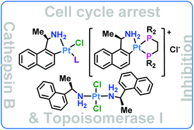 Graphical abstract: Neutral and ionic platinum compounds containing a cyclometallated chiral primary amine: synthesis, antitumor activity, DNA interaction and topoisomerase I–cathepsin B inhibition