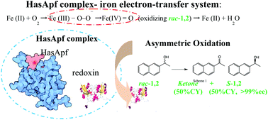 Graphical abstract: An HASApf–redoxin complex causing asymmetric catalytic oxidation via the regenerative formation of a reactive oxygen species